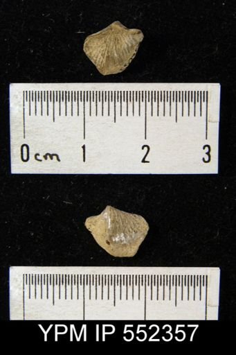 undet. Atrypida