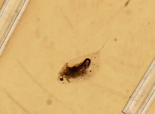 Daphnia