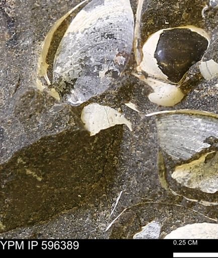 Limopsis striatopunctatus