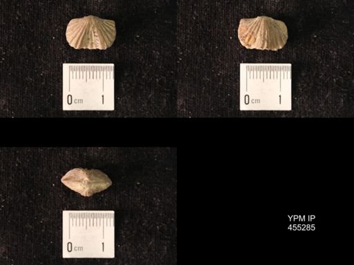 Platystrophia juvenes