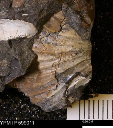 Hoploscaphites sp.
