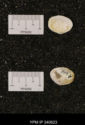 Corbicula subelliptica