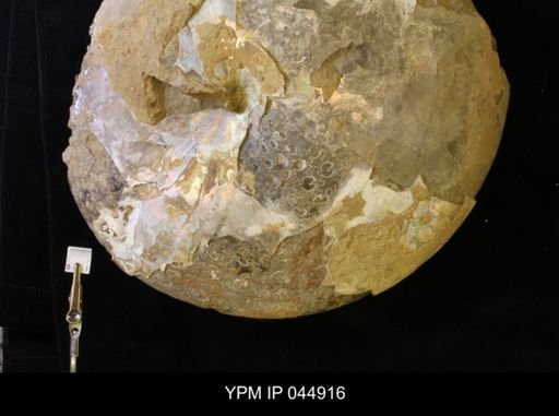 Sphenodiscus lenticularis