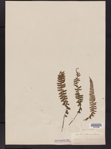 Asplenium