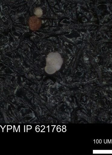 undet. Foraminiferida