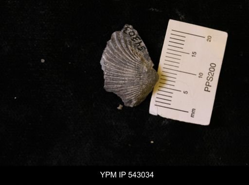 Callipleura sp.