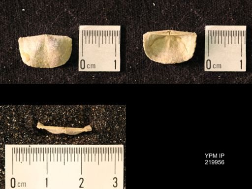 Chonetes sp.