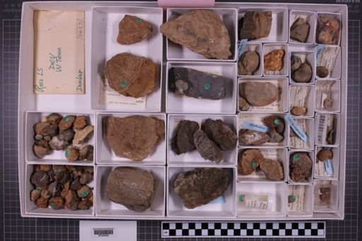 mixed taxa, stratigraphic collection