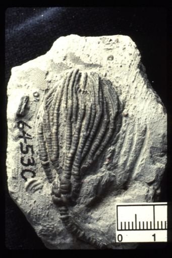 Pachylocrinus aequalis