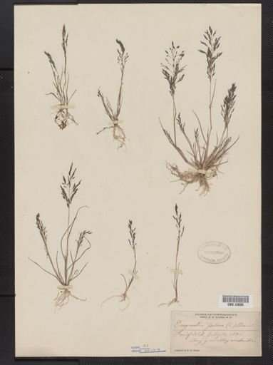 Eragrostis pilosa