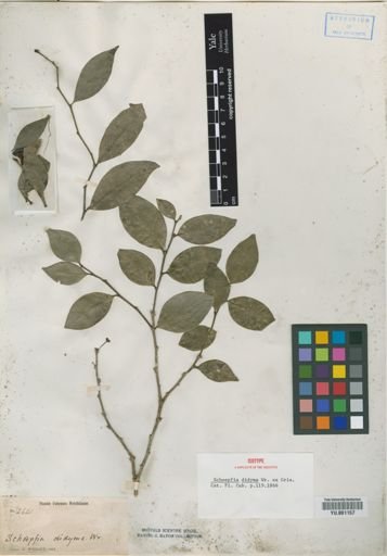 Schoepfia didyma