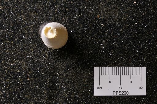 Turritella perattenuata