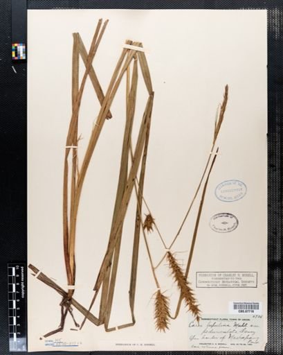 Carex lupulina