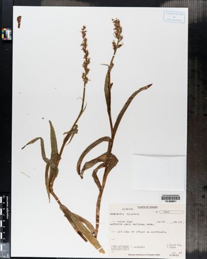 Habenaria dilatata