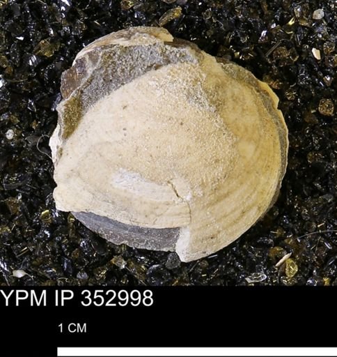 Limopsis striatopunctatus