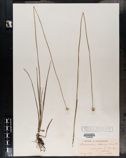Eriocaulon decangulare