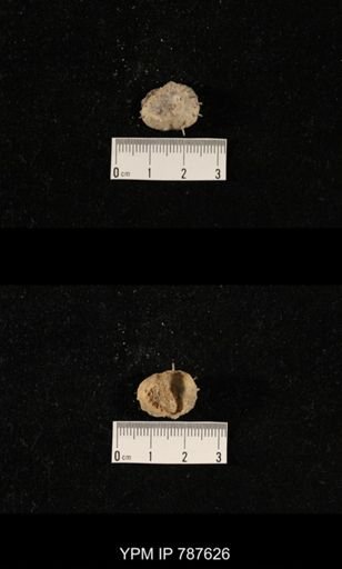 undet. Brachiopoda