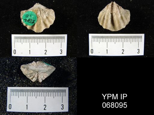 Spirifer perlamellosus