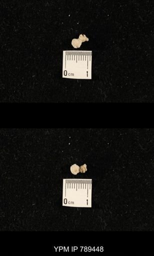 undet. Bryozoa