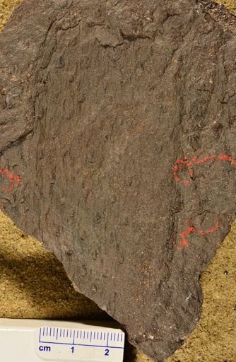 Lepidodendron sp.