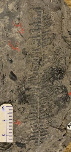 Pecopteris sp.