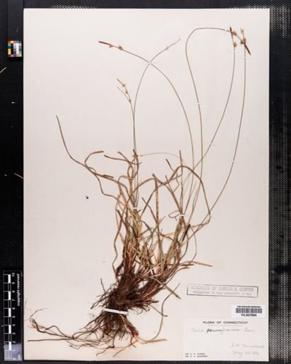 Carex pensylvanica