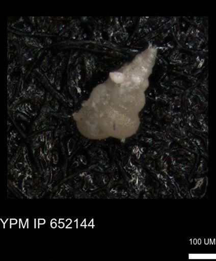 undet. Heterohelicidae