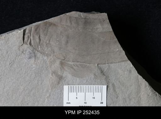 undet. Eurypterida