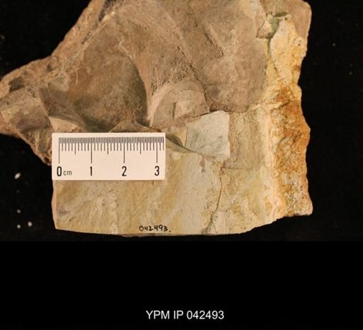 undet. Hexapoda