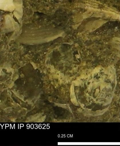 undet. Bivalvia