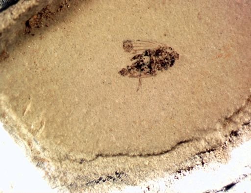 undet. Auchenorrhyncha