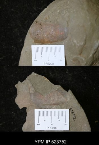 Nautiloidea?