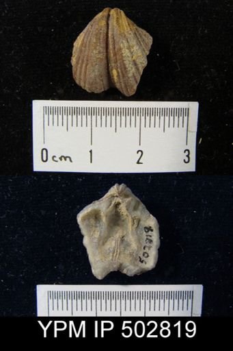 undet. Spiriferinida