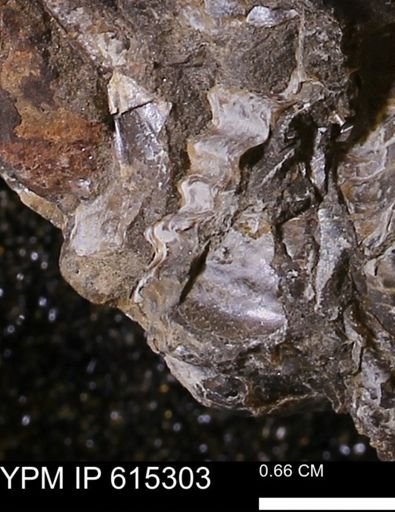 Inoceramus sp.