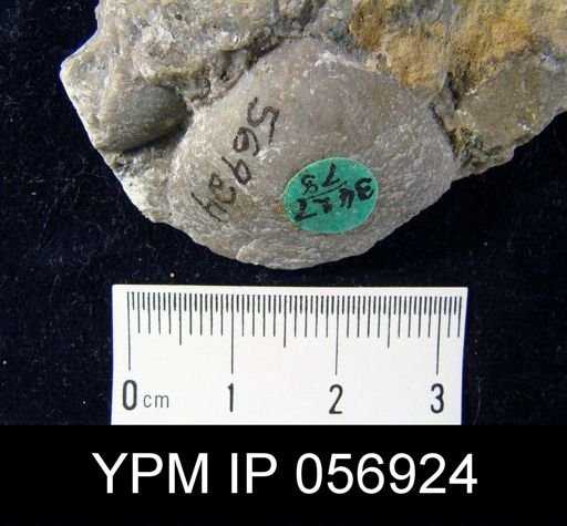 Meristella arcuata