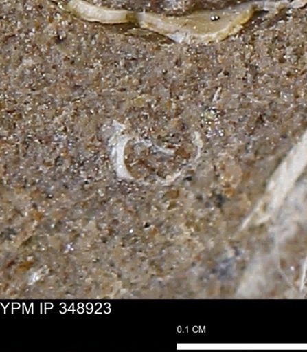 Gastropoda?