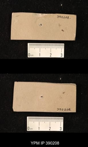 undet. Diptera