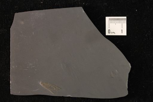 Furcaster palaeozoicus