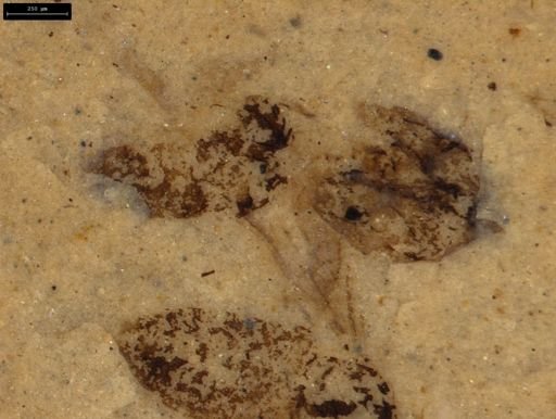 undet. Insecta