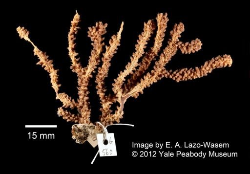 Muricea echinata