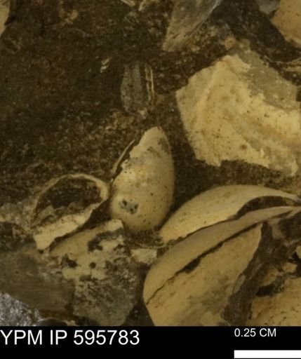 Protocardia sp.