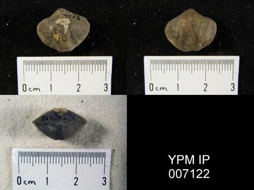 Reticularia sp.