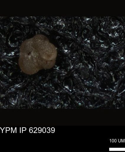 undet. Foraminiferida