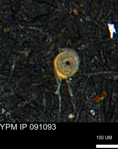 Spirolocammina subcircularis
