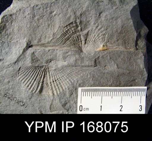 Mucrospirifer sp.