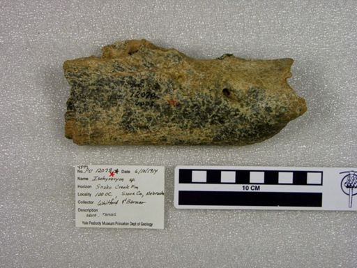 Ischyrocyon