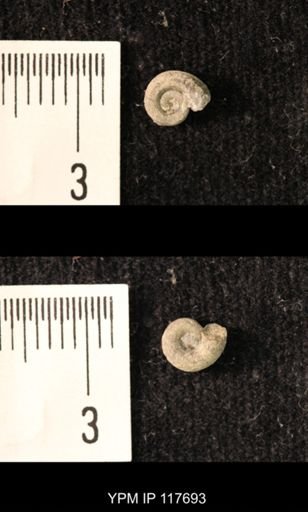 Hoxetopleura sp.
