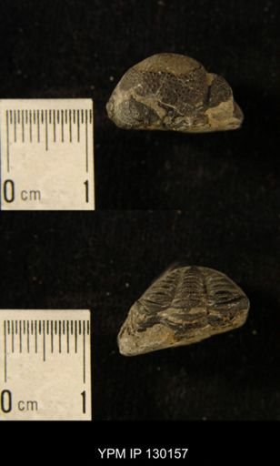 Eldredgeops rana