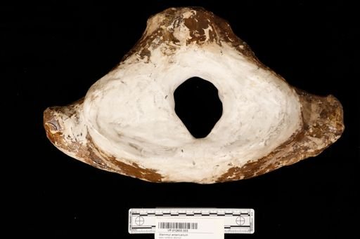 Mammut americanum