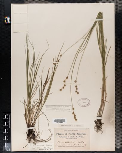 Carex tenera
